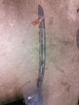 Grille Cxl Lower Fits 05-07 Allure 354272. Fixed Price $106.42.