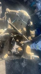 08 09 10 11 Ford Focus Transmission Assy 2.0L. Fixed Price $469.00.